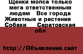 Щенки мопса только мега-ответственным людям - Все города Животные и растения » Собаки   . Саратовская обл.